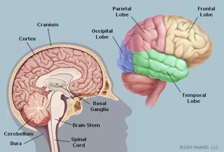 The Brain
