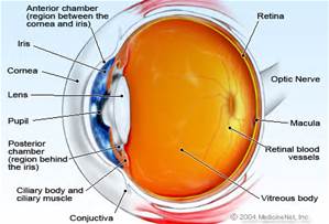the eye