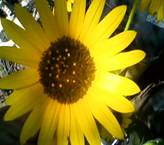 sunflower pic